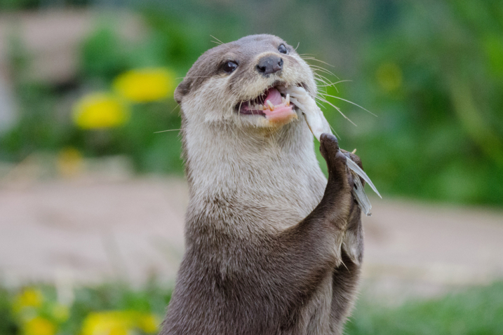 Otter Musa eating 966x644.jpg